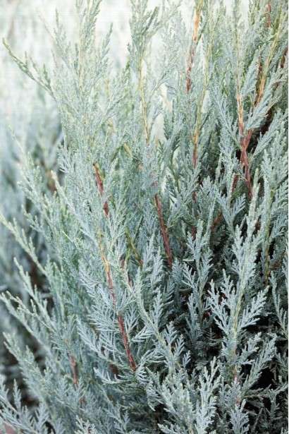 Можжевельник скальный Мунглоу